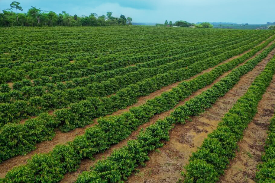 Plantation de poivre de Penja au Cameroun